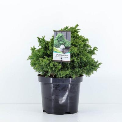 Cryptomeria jap yokohama 45 cm Conifeer Sikkelcipres Warentuin Natuurlijk - Warentuin natuurlijk