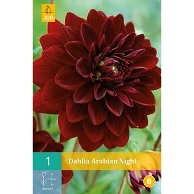 Bloembollen Dahlia Arabian Night 1st Bloembollen Dahlia Arabian Night 1st
