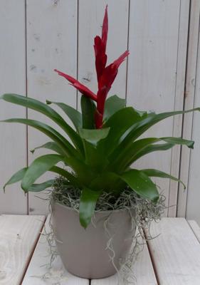 Bromelia taupe pot 30 cm Warentuin Natuurlijk - Warentuin natuurlijk