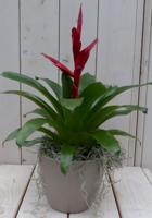 Bromelia taupe pot 30 cm Warentuin Natuurlijk - Warentuin natuurlijk - thumbnail