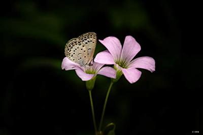 Samyang 100mm F/2.8 ED UMC Macro MFT - thumbnail