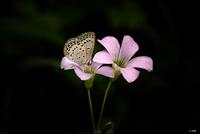 Samyang 100mm F/2.8 ED UMC Macro MFT - thumbnail