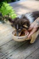 Voer Josera Mini Senior Kip Rijst 3 Kg - thumbnail