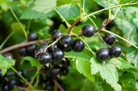 Zwarte bes op stam - thumbnail