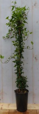 Hedera klimop 80 cm groenblijvend groen Warentuin Natuurlijk - Warentuin natuurlijk Hedera klimop 80 cm groenblijvend groen Warentuin Natuurlijk - Warentuin natuurlijk