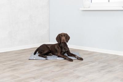 Koelmatras Soft, M: 50 × 40 cm, grijs