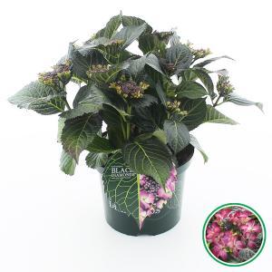 Hydrangea Macrophylla "Black Diamond® Dark Angel Purple"® schermhortensia - 30-40 cm - 1 stuks Hydrangea Macrophylla "Black Diamond® Dark Angel Purple"® schermhortensia - 30-40 cm - 1 stuks