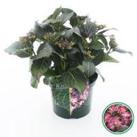 Hydrangea Macrophylla "Black Diamond® Dark Angel Purple"® schermhortensia - 30-40 cm - 1 stuks - thumbnail