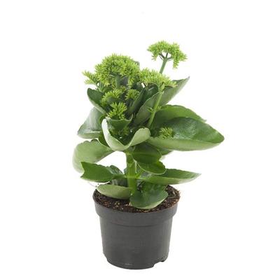 Kalanchoë Croco P 11 cm