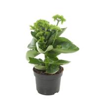 Kalanchoë Croco P 11 cm - thumbnail