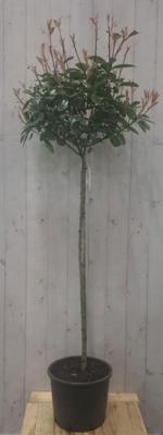 Photinia fraseri Red Robin rood stamhoogte 70 cm en hoogte 150 cm - Warentuin natuurlijk