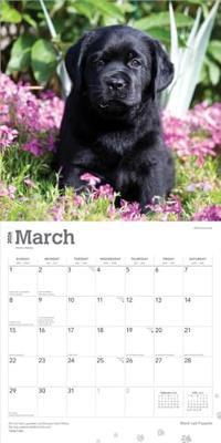 Labrador Retriever Zwart Puppies Kalender 2026