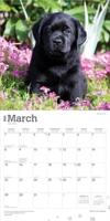 Labrador Retriever Zwart Puppies Kalender 2026 - thumbnail