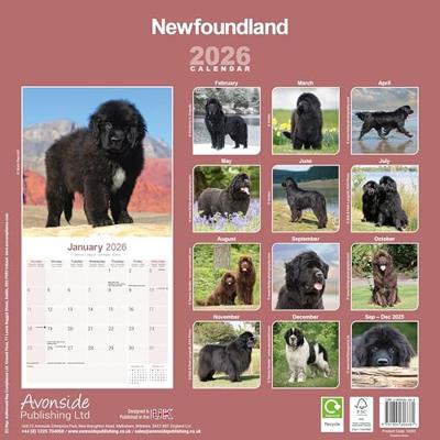Newfoundlander Kalender 2026