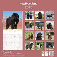 Newfoundlander Kalender 2026 - thumbnail
