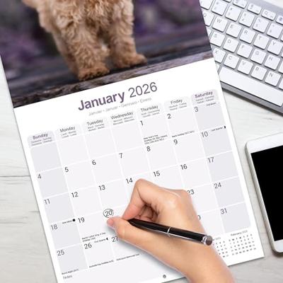 Poedel Toy en Miniatuur Kalender 2026