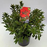 Dwergrhododendron - thumbnail