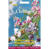 Zaden Flowering Climbers Lathyrus Unwin's Striped Buzzy - Buzzy - thumbnail