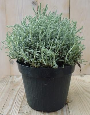 Heiligenbloem Santolina Cipressenkruid Kruiden Warentuin Natuurlijk - Warentuin natuurlijk