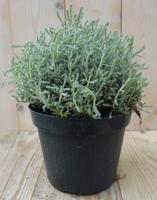 Heiligenbloem Santolina Cipressenkruid Kruiden Warentuin Natuurlijk - Warentuin natuurlijk - thumbnail