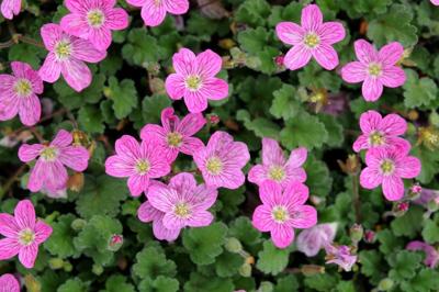 Erodium variabile Bishop s Form Samplant - Samplant