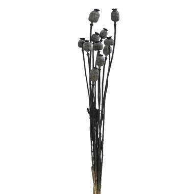 Droogbloemen Papaver boeket holland zwart - 58 cm