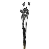 Droogbloemen Papaver boeket holland zwart - 58 cm - thumbnail