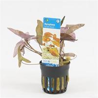 Nymphaea zenkeri lotus rood
 - 6 stuks - aquarium plant - thumbnail