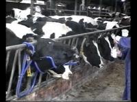 Kopheffer Vink - thumbnail