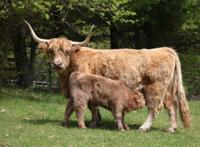 Tuinschilderij hoogl jonkie 130x70 Customize-it - Customize it - thumbnail