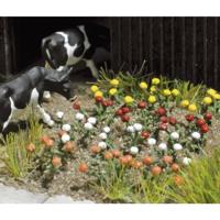 Busch 8105 N Rozen Bouwpakket - thumbnail