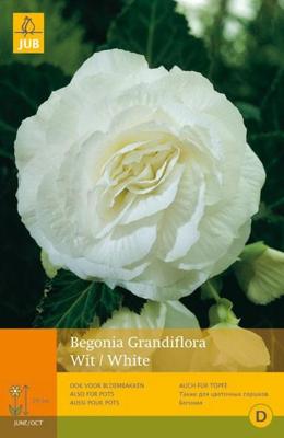 Begonia grandiflora wit