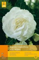 Begonia grandiflora wit - thumbnail