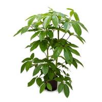 Schefflera amate L hydrocultuur plant - thumbnail