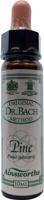 Ainsworths Pine Bach 10 Milliliter - thumbnail