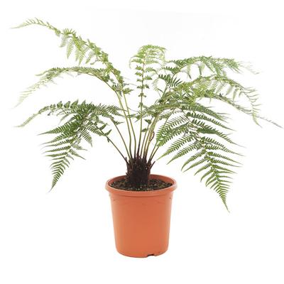 Dicksonia Antarctica - Tasmaanse boomvaren - P26