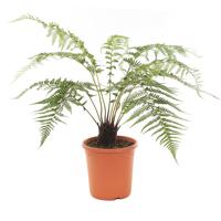 Dicksonia Antarctica - Tasmaanse boomvaren - P26 - thumbnail