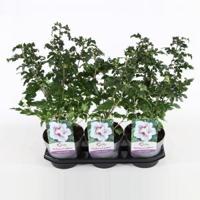 Hibiscus syriacus Starburst Chiffon - 3 stuks - thumbnail
