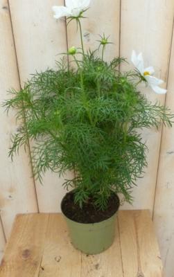 3 stuks! Cosmea Cosmos bipinnatus wit Warentuin Natuurlijk - Warentuin natuurlijk