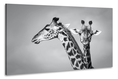 Schilderij - Giraffen zwart-wit, 2 maten, Premium print
