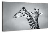 Schilderij - Giraffen zwart-wit, 2 maten, Premium print - thumbnail