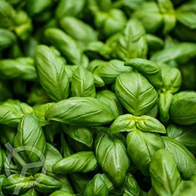 Basilicum zaden Sweet Aroma 2 F1 BIO - thumbnail