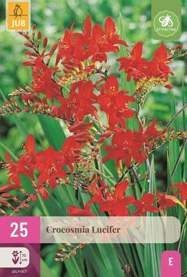 Crocosmia lucifer 25 bollen Crocosmia lucifer 25 bollen