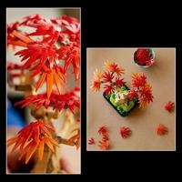 LEGO Botanicals Japanse esdoorn bonsaiboompje 10348 - thumbnail
