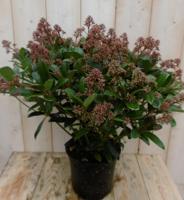 Skimmia Japonica rubella 50 cm Warentuin Natuurlijk - Warentuin natuurlijk - thumbnail