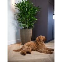 Capi vaas elegant laag groove 34x46cm - zwart/goud - thumbnail