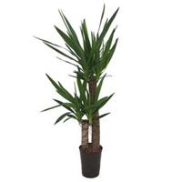 Yucca duo hydrocultuur plant - thumbnail