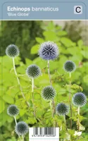 Vips Echinops bannaticus Blue Globe - Kogeldistel - thumbnail