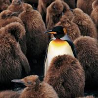 Pinguïns Kalender 2026 - thumbnail