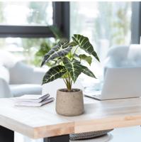 Alocasia Kunstplant Promo 40cm groen - thumbnail
